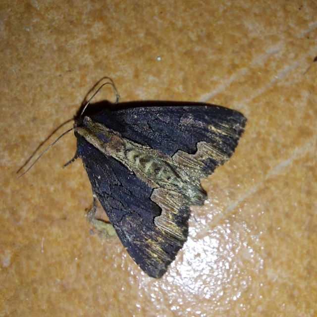 Dypterygia scabriuscula - szurokbarna nyáribagoly