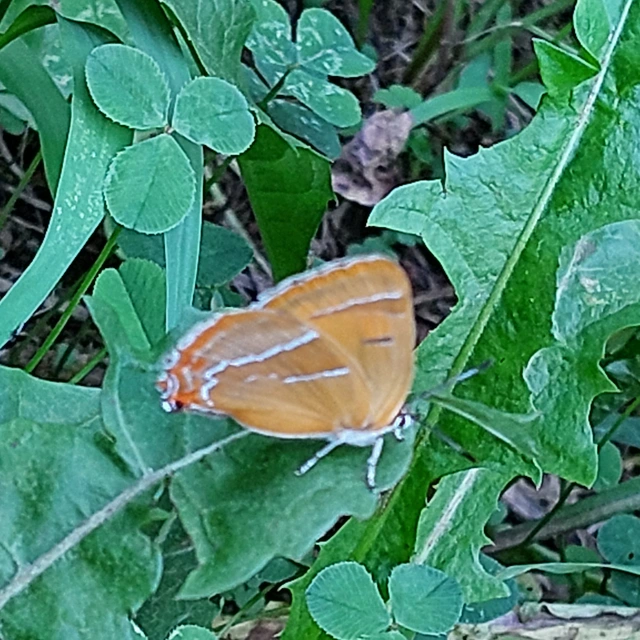 Thecla betulae - nyírfalepke
