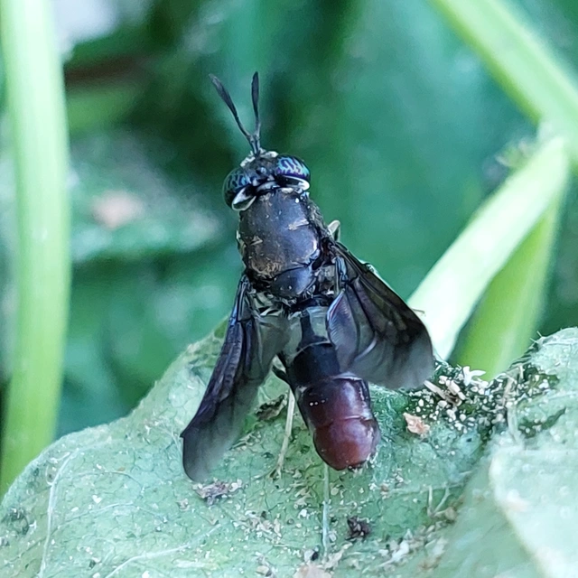 Hermetia illucens