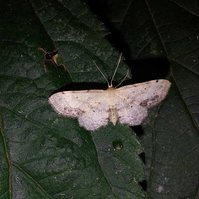 Idaea dimidiata - gyakori apróaraszoló
