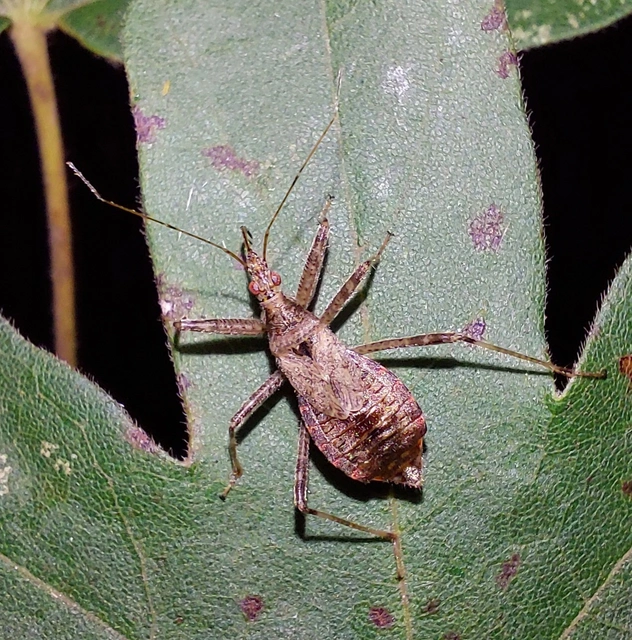 Himacerus