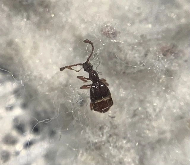 Pselaphus heisei - kétbúbos tapogatósbogár