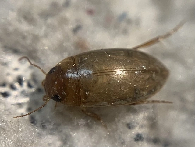 Liopterus haemorrhoidalis - rozsdás csíkbogár Liopterus haemorrhoidalis - rozsdás csíkbogár