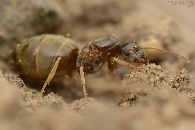 Lasius alienus - kövi feketehangya