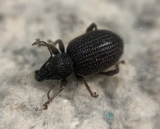 Otiorhynchus rugosostriatus - szamóca-gyalogormányos