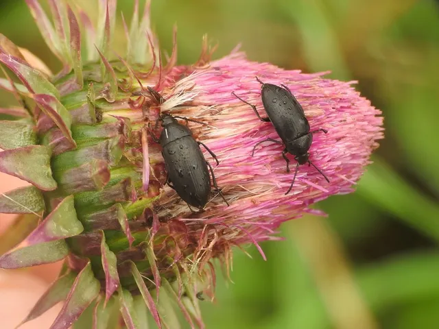 Podonta nigrita - szerecsenbogár