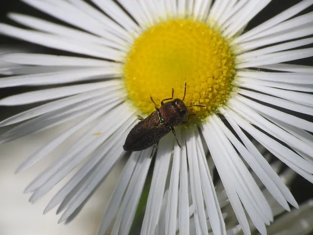 Anthaxia millefolii - cickafark-virágdíszbogár