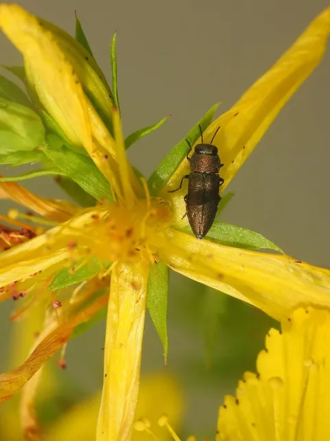 Anthaxia millefolii - cickafark-virágdíszbogár