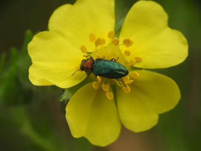 Anthaxia nitidula - ragyogó virágdíszbogár