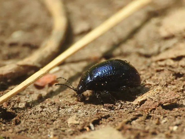 Chrysolina cuprina - pontozott orbáncfűlevelész