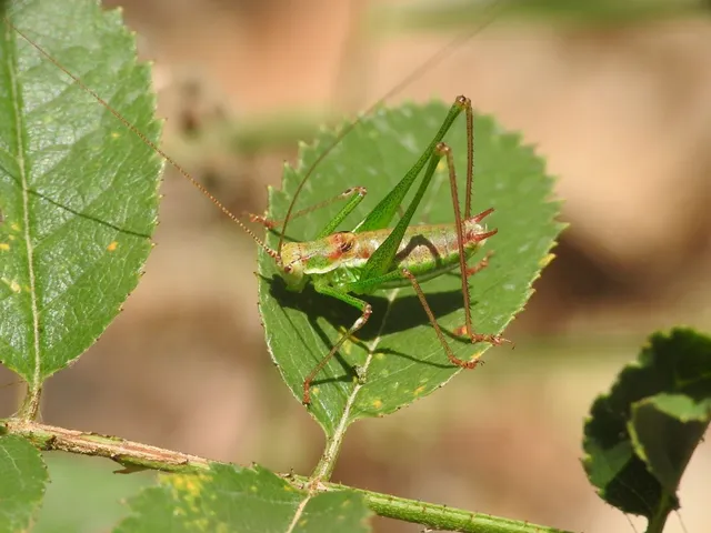 Leptophyes albovittata - közönséges virágszöcske