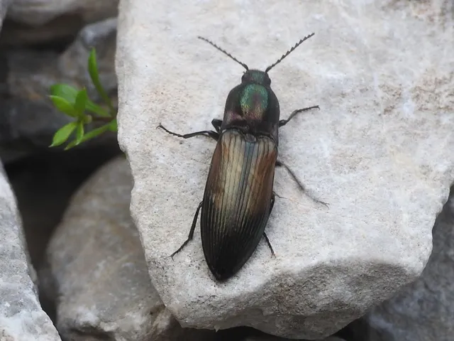 Selatosomus aeneus - fényes pattanó