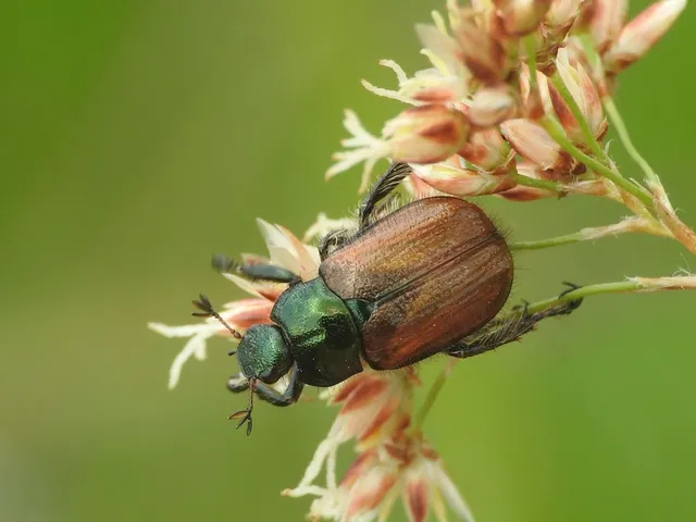 Phyllopertha horticola - kerti szipoly