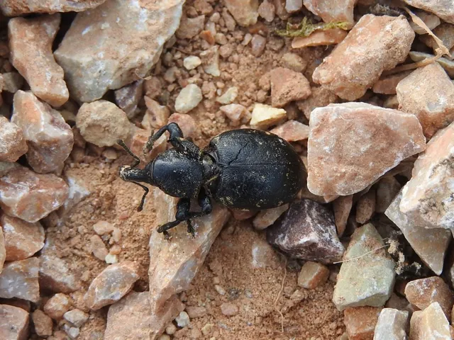 Liparus germanus - német acsalapuormányos