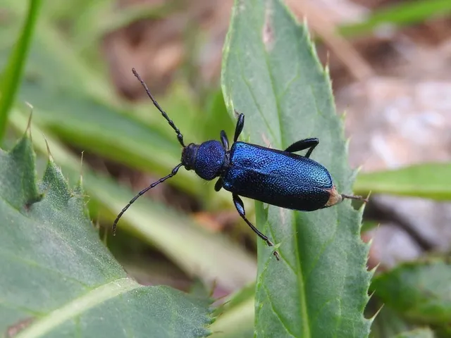 Callidium violaceum - kék korongcincér