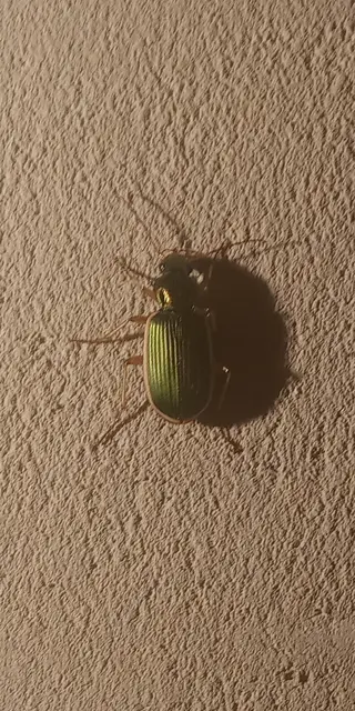 Chlaenius spoliatus - csupasz bűzfutó
