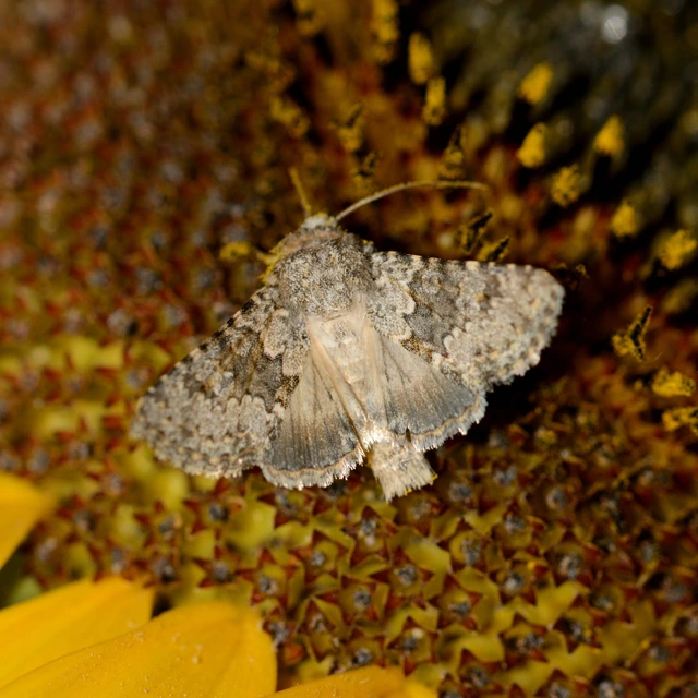 Hecatera dysodea - parajbagoly