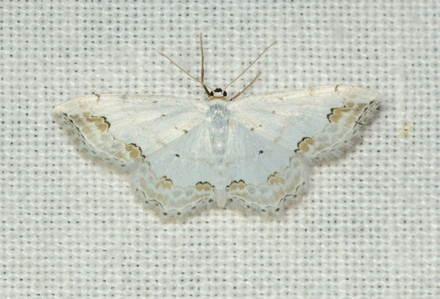 Scopula ornata - díszes fehéraraszoló