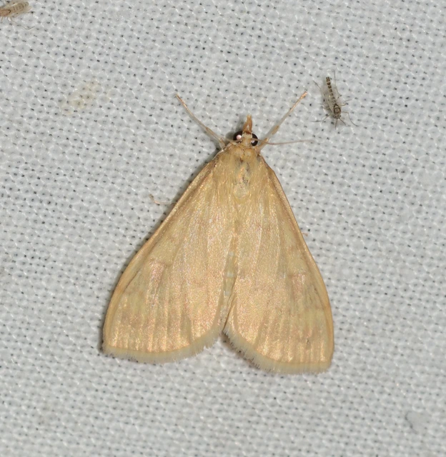 Ostrinia nubilalis - kukoricamoly