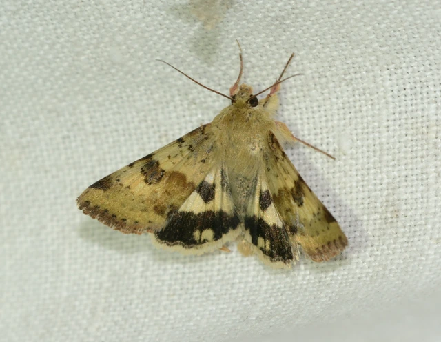 Heliothis viriplaca - mácsonyabagoly