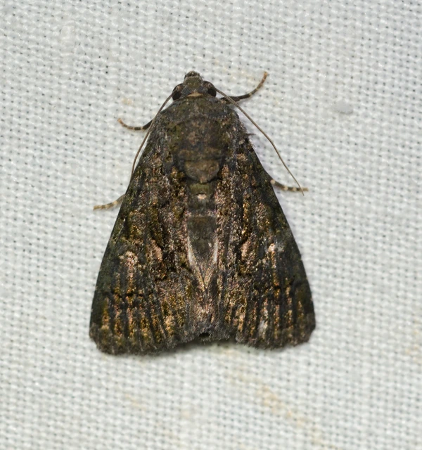 Anophia leucomelas - déli folyófűbagoly Anophia leucomelas - déli folyófűbagoly