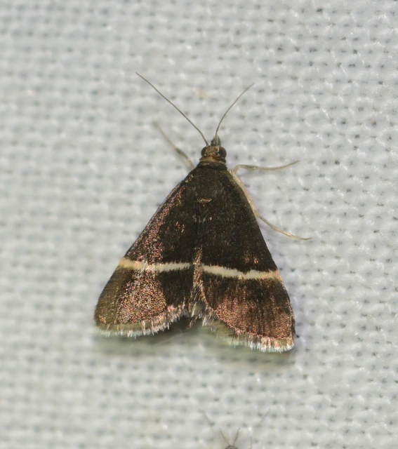 Pyrausta cingulata/rectefascialis
