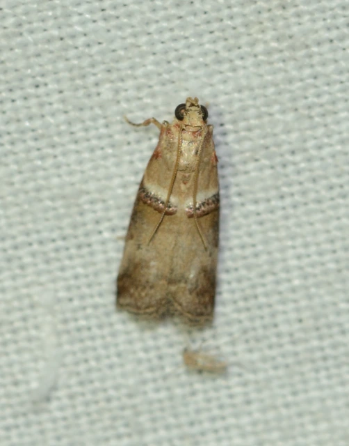Acrobasis tumidana - bordás karcsúmoly