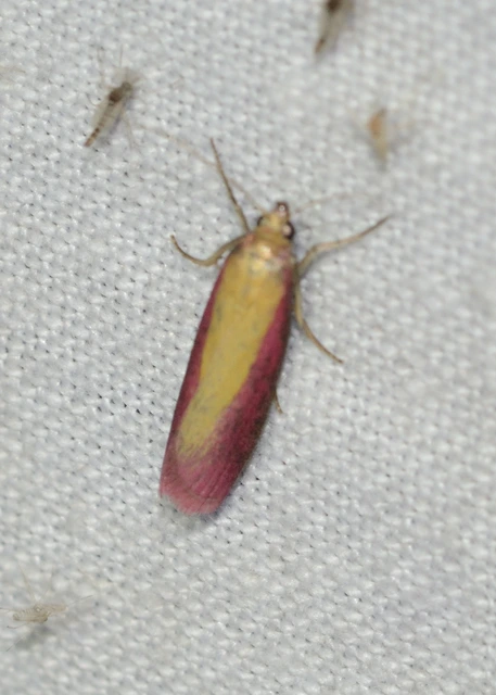 Oncocera semirubella - lucernamoly