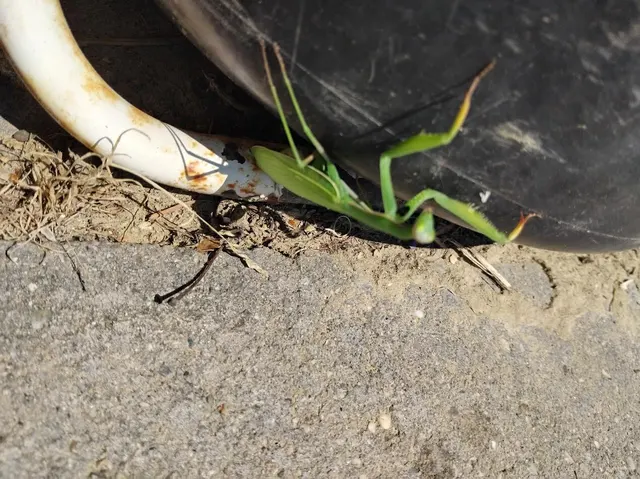 Mantis religiosa - imádkozósáska