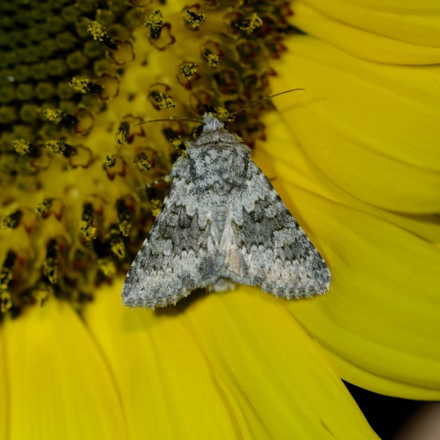 Hecatera dysodea - parajbagoly