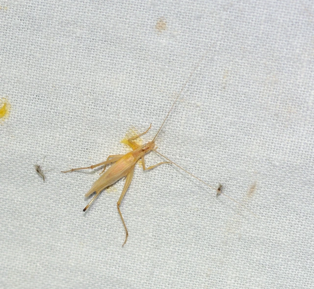 Oecanthus pellucens - pirregőtücsök