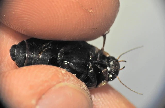 Colymbetes fuscus - gyakori recéscsíkbogár