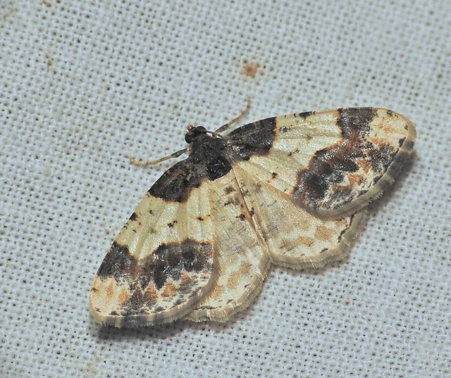 Ligdia adustata - barna levélaraszoló