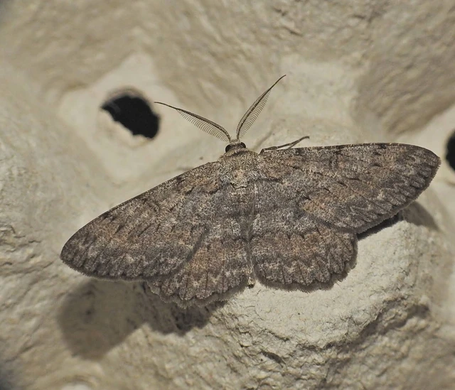 Hypomecis punctinalis - pettyes faaraszoló