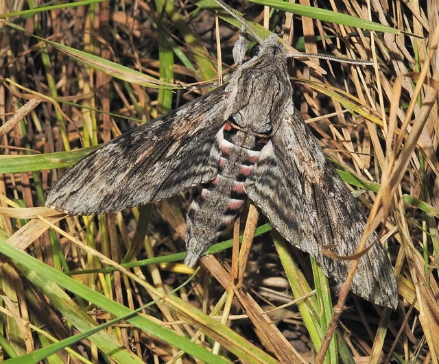 Agrius convolvuli - szulákszender