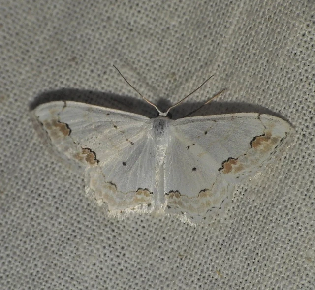 Scopula ornata - díszes fehéraraszoló