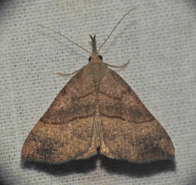 Hypena proboscidalis - ormányos karcsúbagoly