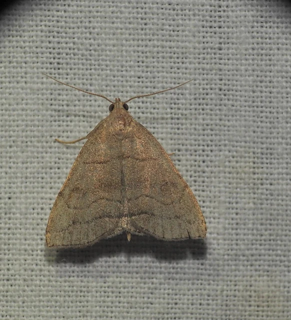 Herminia tarsicrinalis - szőröslábú karcsúbagoly