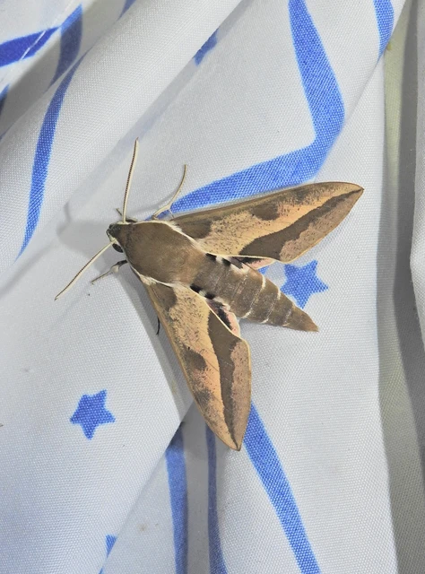 Hyles euphorbiae - kutyatejszender