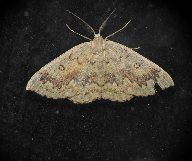 Cyclophora annularia - gyűrűs pettyesaraszoló