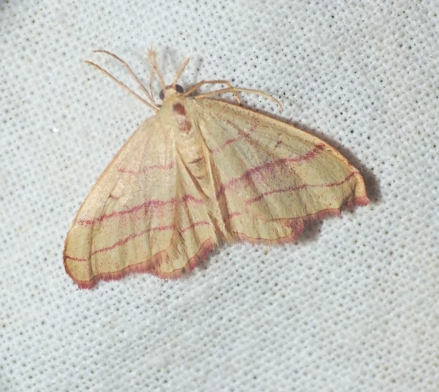 Rhodostrophia vibicaria - pirosszélű araszoló