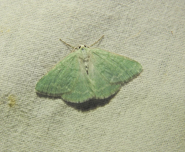 Pseudoterpna pruinata - hamvas zöldaraszoló