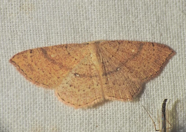 Cyclophora ruficiliaria - vörösrojtú pettyesaraszoló