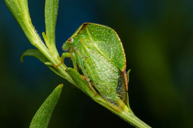 Stictocephala bisonia - bivalykabóca