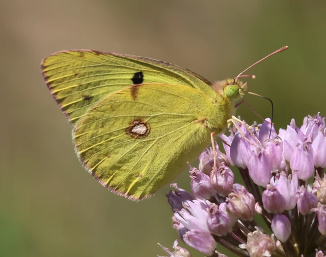 Colias erate - csángó-kéneslepke