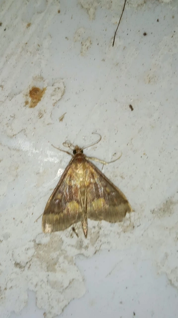 Ostrinia nubilalis - kukoricamoly