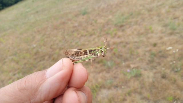 Oedaleus decorus - szalagos sáska