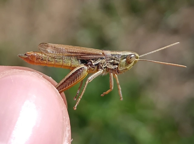 Euchorthippus declivus - rövidszárnyú rétisáska
