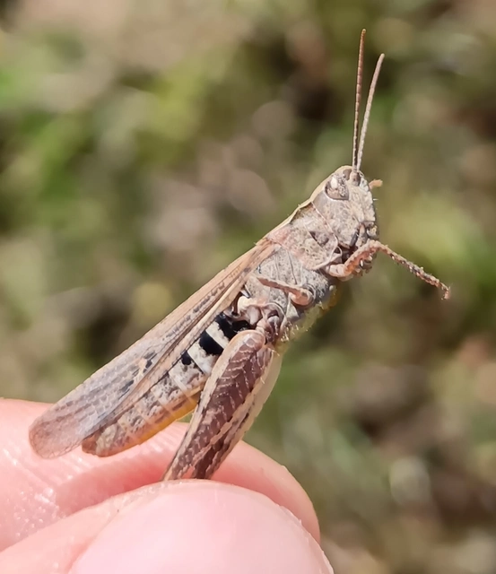 Chorthippus (Glyptobothrus) (subgenus)