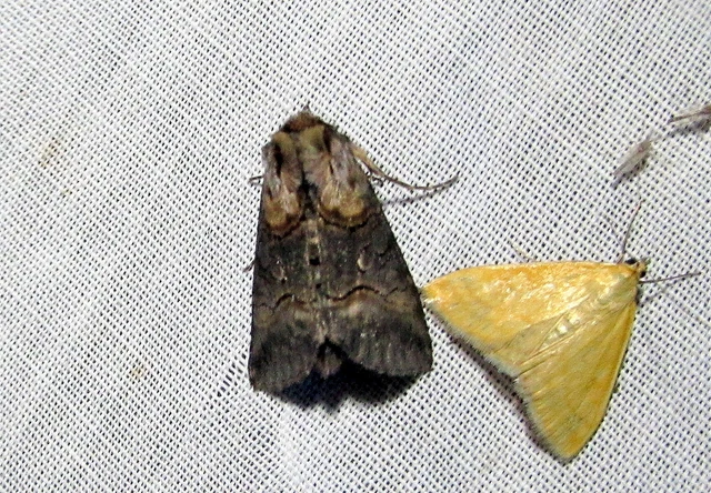Abrostola asclepiadis - barnaövű csalánbagoly